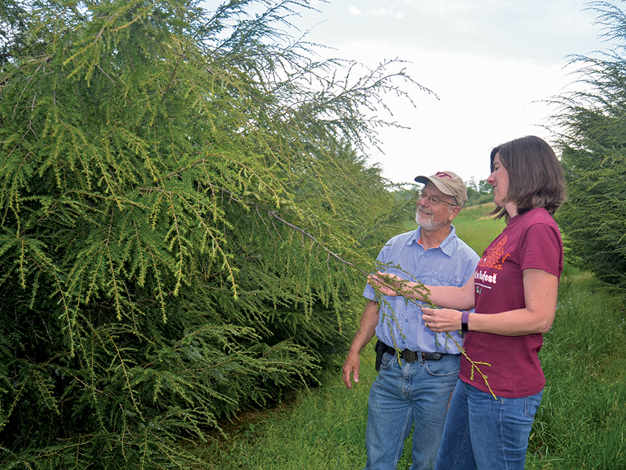 Virginia Tech’s Tom McAvoy and Carrie Jubb examining hemlocks at the university’s Kentland Farm test forest.