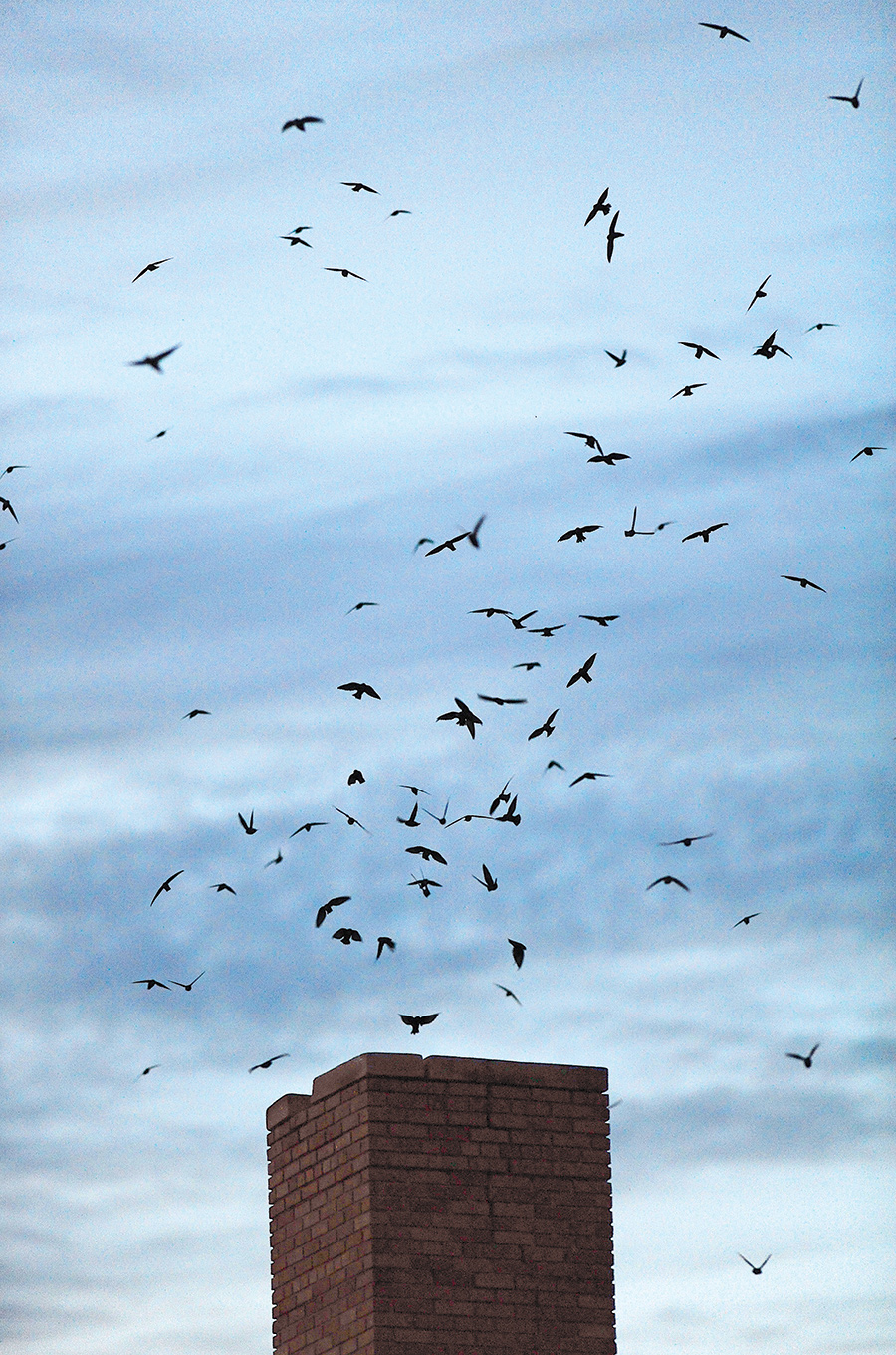 The evening-time tumbling of swifts into chimneys is a spectacle to watch.