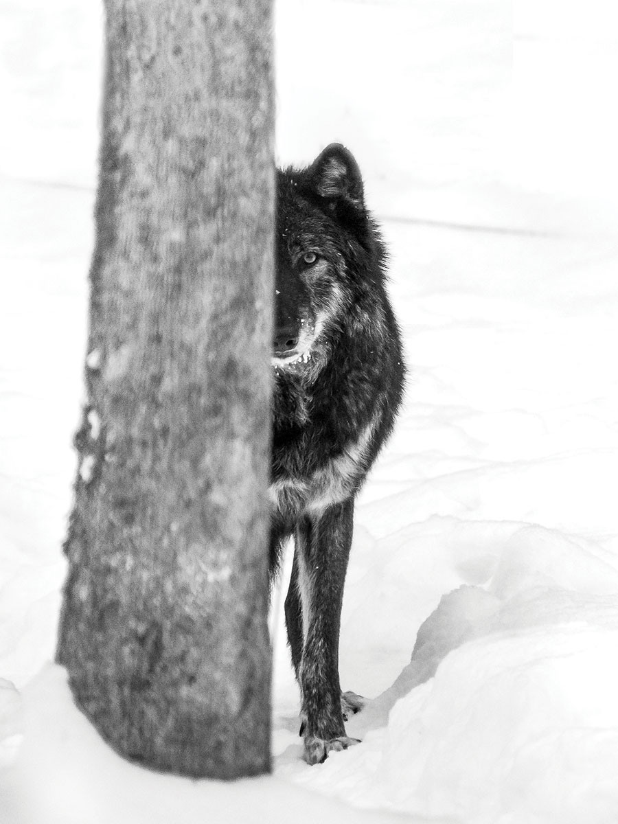 Gray wolf at Bays Mountain Park, Kingsport, Tennessee. From the photographer: “On a generally once-or-twice-a-year snowy day, I head to Bays Mountain Park to take pictures of the snow and animals enjoying it. You can’t get much better than a black gray wolf against white snow, peering at you from behind a tree.”
