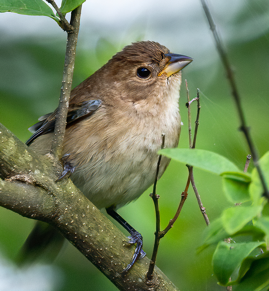 Indigo Bunting, female