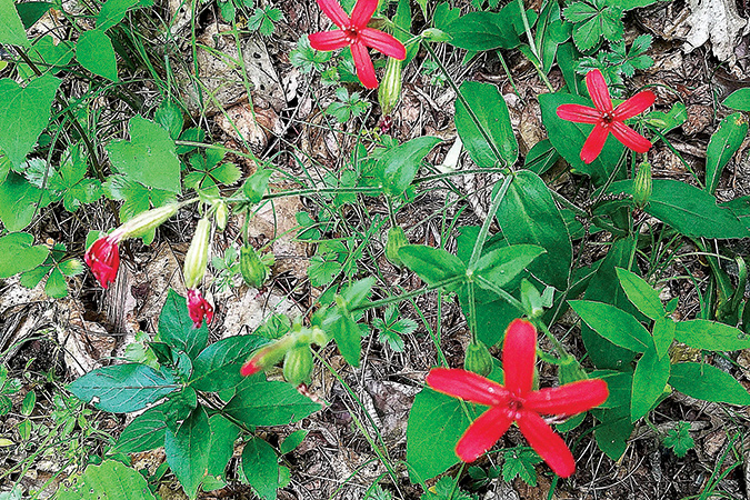 Fire pink is among the wildflowers in the little-visited Rich Hole Wilderness of Virginia.