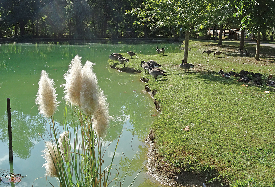 Dozens of Canada Geese families call Barkley Creek Park home.