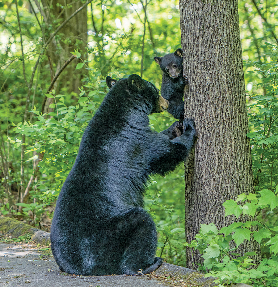 With a little help from mom, a black bear cub comes down from a tree. From the photographer: “It always appears that climbing down is more difficult than climbing up in this spring ritual.”