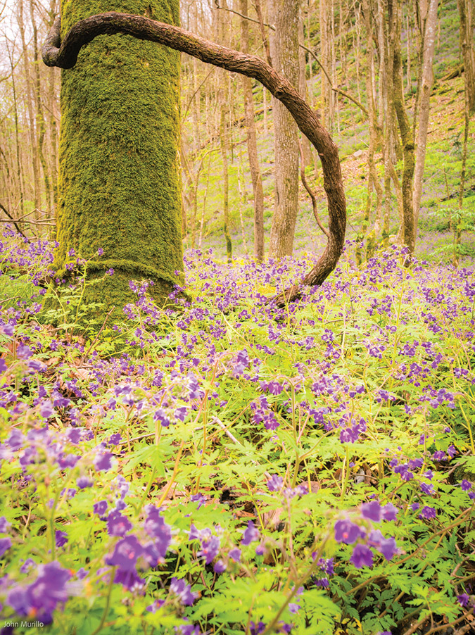 Purple Phacelia (aka Scorpionweed) are among the most beautiful flowers to bloom in late March and early April. Their blooms are biennial, so finding them on the valley floors across the Cumberland Plateau is an extra treat. These were in Cloudland Canyon State Park in Georgia.