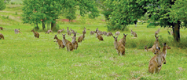 Eastern grey, western grey and red kangaroos (above) live comfortably in Dawsonville, Ga.