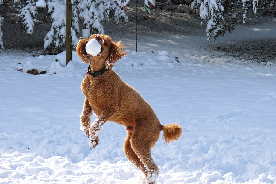 Henry will not go out in the rain, but snow is completely different—and catching snowballs makes it even better!