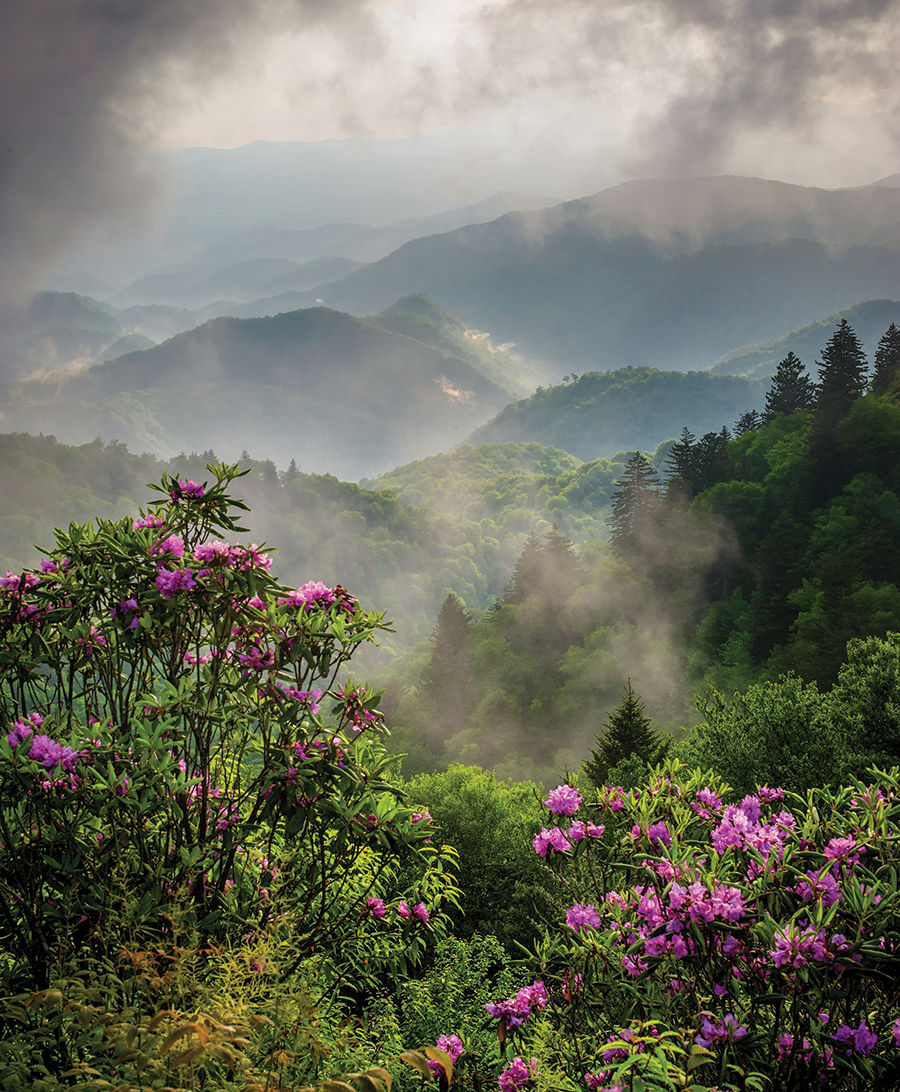Catawba rhododendron, late afternoon clouds and mist frame a mystical Smoky Mountain view as seen from Woolyback Overlook, Milepost 452 on the Blue Ridge Parkway near Cherokee, North Carolina.