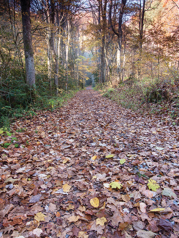 Forest Road. 
The old logging road, also used by John Sevier in the 1789 Batttle of Flint Creek, has served for more than 200 years as the way up from the Rocky Fork valley.