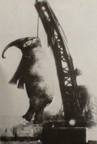 Mary the Elephant. The town considered guns, electrocution and dismemberment before settling on hanging.