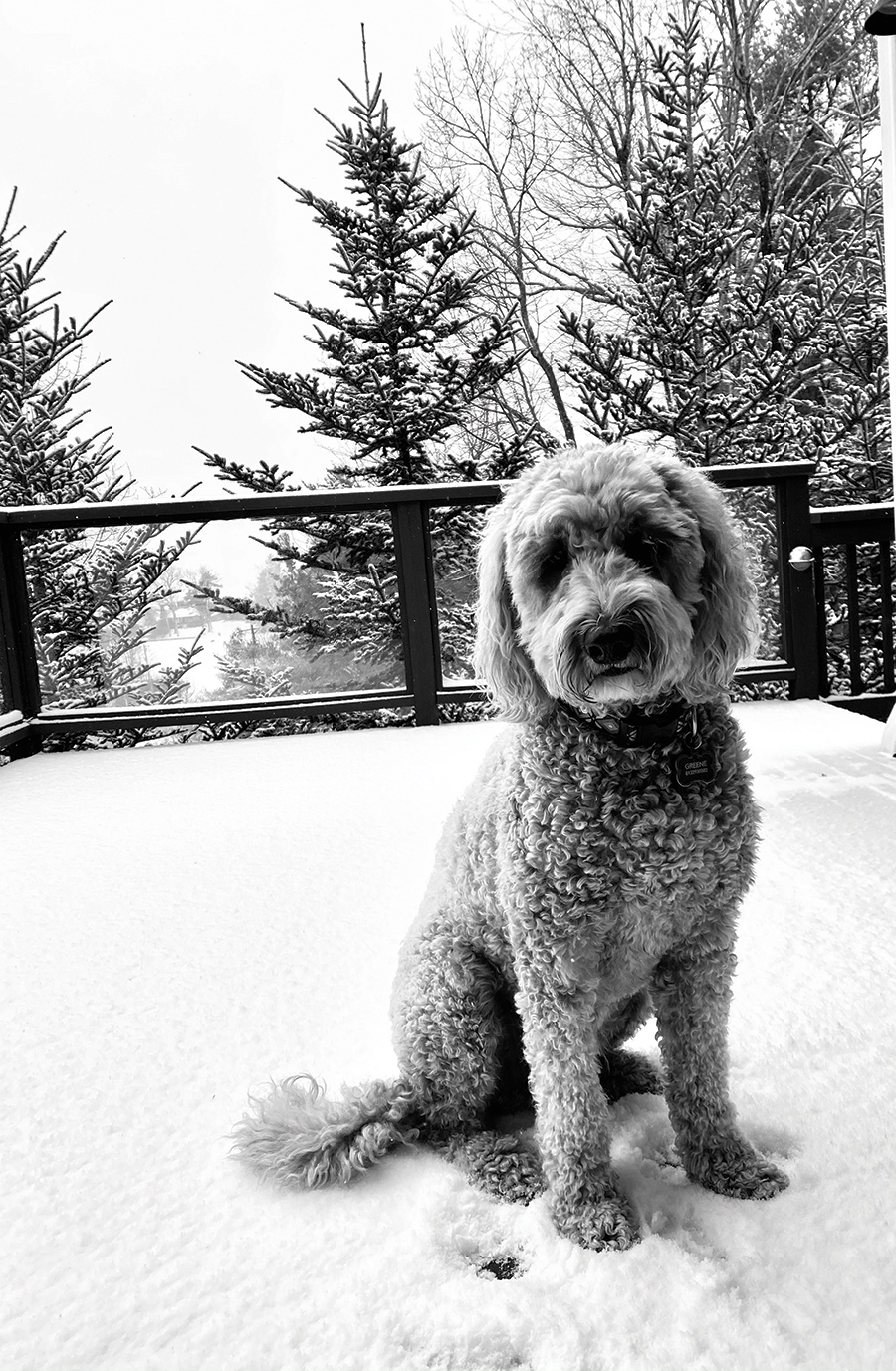 Five-year-old Snoop was born in Florida, but has spent over half his life in Blowing Rock, North Carolina. He loves everything about the mountain life! This photo captures Snoop enjoying his first snow in the Blue Ridge Mountains.