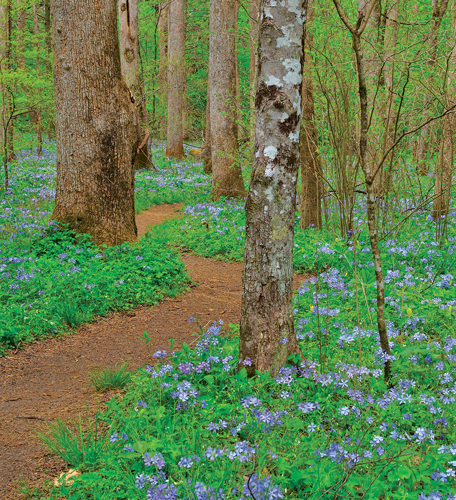 Whiteoak Sink is tops for wildflowers.