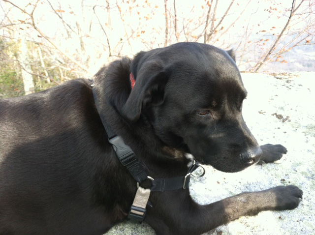 Cookie on McAfee Knob, thinking about . .  . isn't there any more food?!
