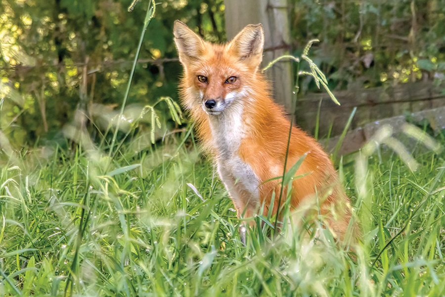 An adult fox watches over its family. The fox family unit sustains itself only for as long as it takes to rear the kits, before solitary life resumes.