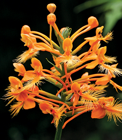 The spectacular yellow fringed orchid blooms in August. It and other orchids of the Blue Ridge depend on fungi for a range of plant functions, including germination.