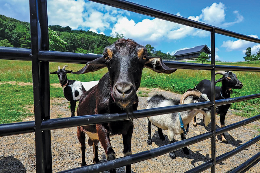 A goat looking for either a snack or a head rub pokes its head through the gate at Dollinger Farm.