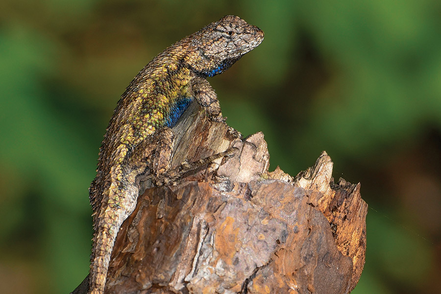 Eastern fence lizards are found in woodlands and grasslands.