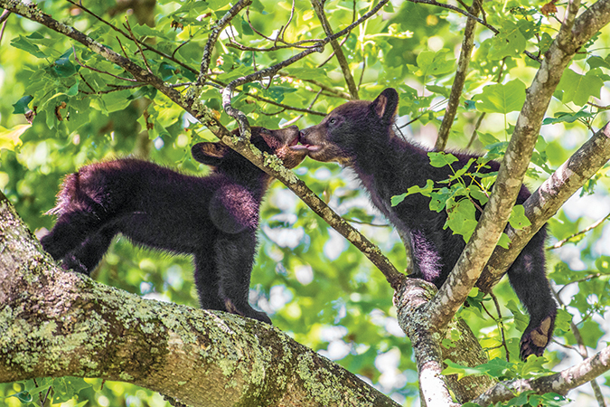 While momma black bear forages below, her cubs play in the branches of a tulip poplar tree about 50-feet from a residential backyard deck in Asheville, North Carolina. From the photographer: “I tell people I am on the bear highway. As a lazy wildlife photographer, I don’t have to go any further than my back deck to photograph animals.”