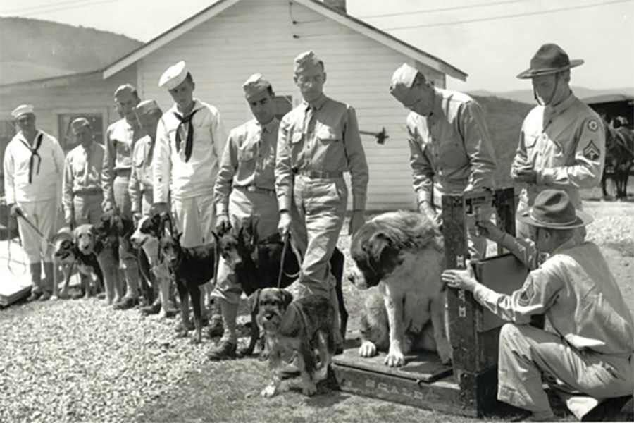 3. Beginning in August 1942, the first War Dog Reception and Training Center in the U.S. was established at the Remount Depot.