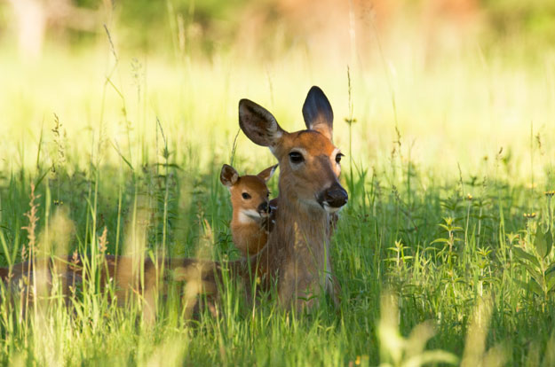 Out-of-control deer populations are threatening rare plant species in Virginia; parkway staff are implementing exclosures to protect plants. Photo by Joanna Pecha.