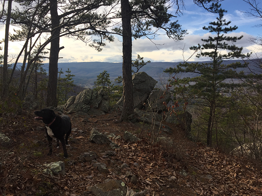 We decided this view was good enough to be Hemlock Point, whatever the identity of the evergreens.
