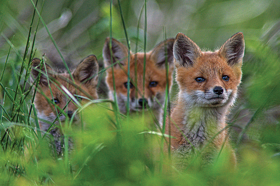 Three curious fox kits peek out from behind tall grass in Virginia’s Shenandoah Valley.