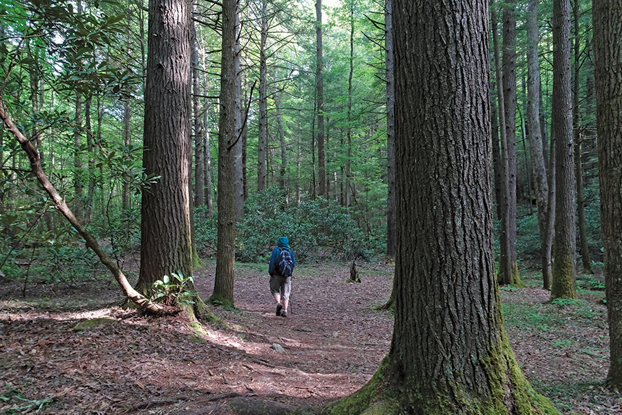 The trail to Bad Branch Falls cuts through a grove of older growth trees.