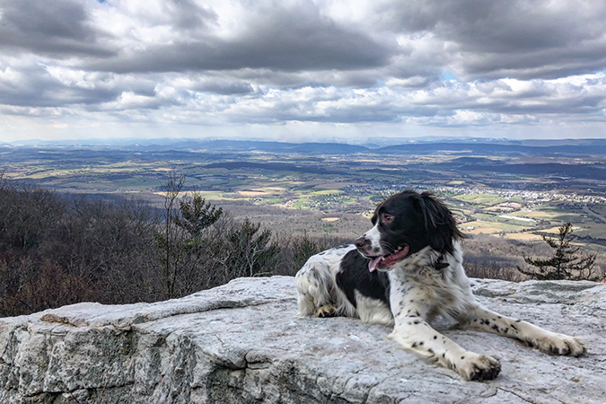 Shannon Foeller believes Ranger to be half Springer spaniel and half mountain goat, as this bird dog loves to climb right alongside his mama.