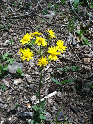 Golden Ragwort