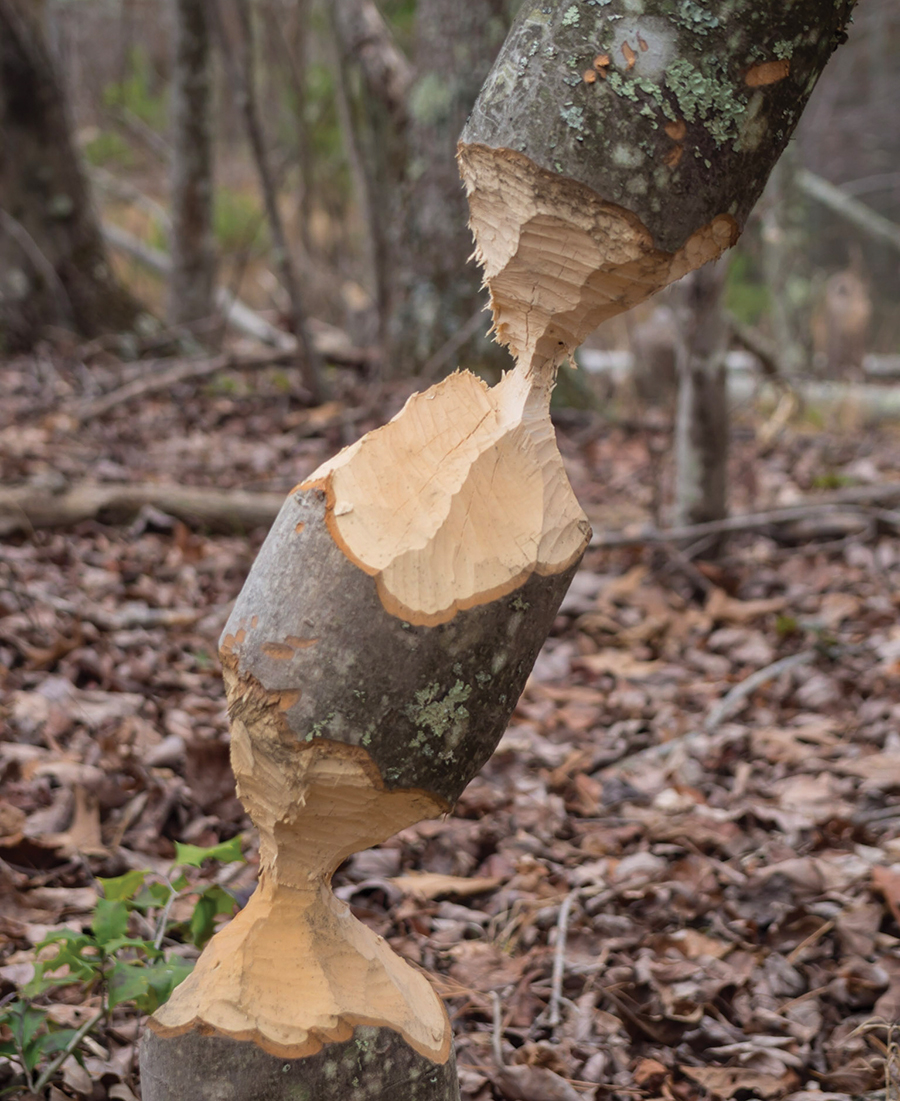 A stubborn tree. Two cuts and it still didn’t fall!