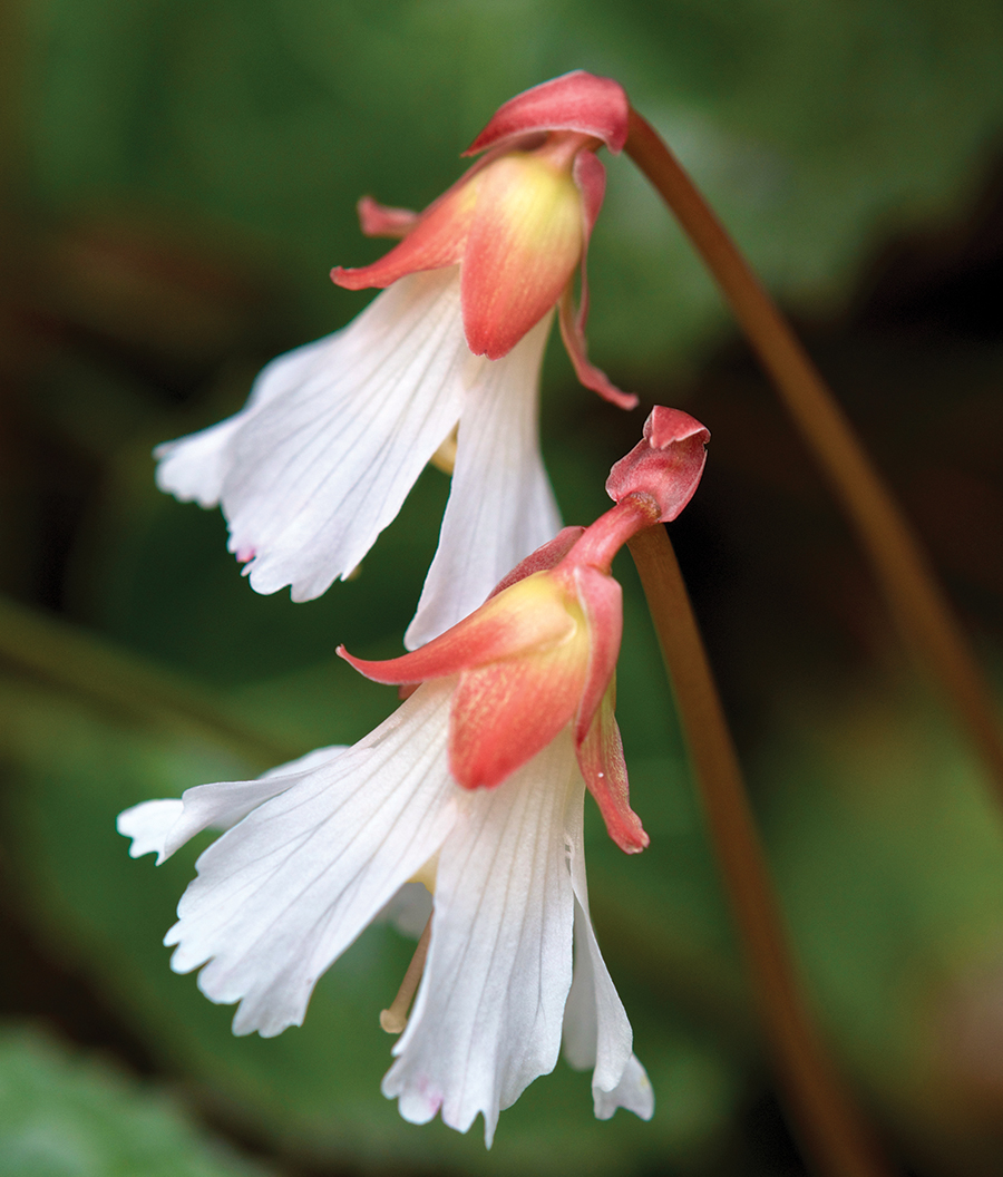 Oconee Bells’ natural habitat is the Southern Appalachian mountains of Georgia, North Carolina and South Carolina. From the photographer: “These rare wildflowers bloom from the middle of March through the first weeks of April. This image was captured along a hiking trail located within Devils Fork State Park, near the shores of South Carolina’s beautiful Lake Jocassee.”