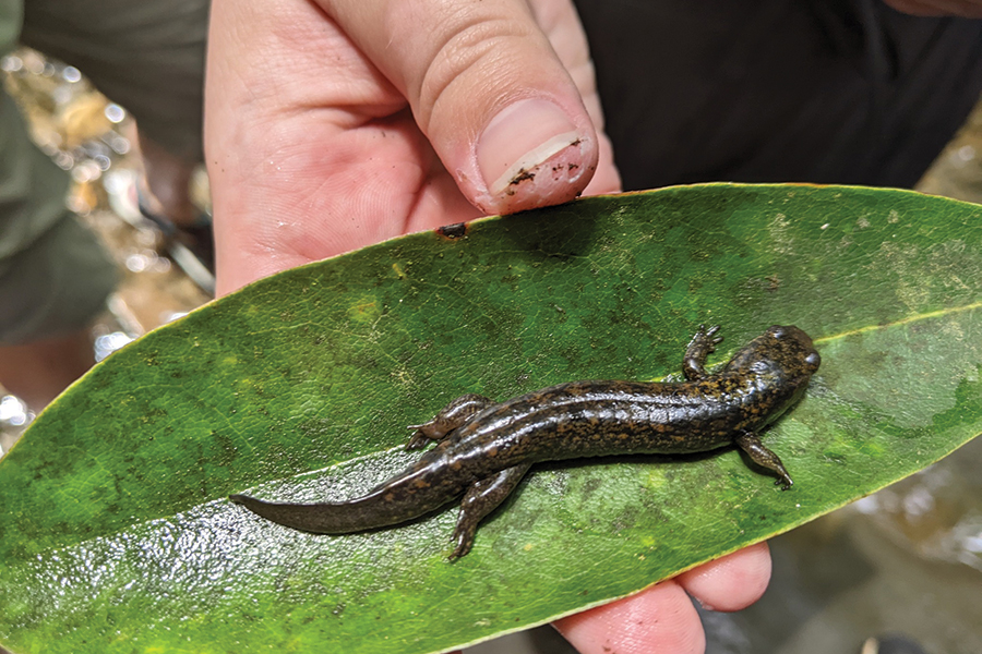 Great Smoky Mountains Institute at Tremont offers hands-on wildlife experiences.