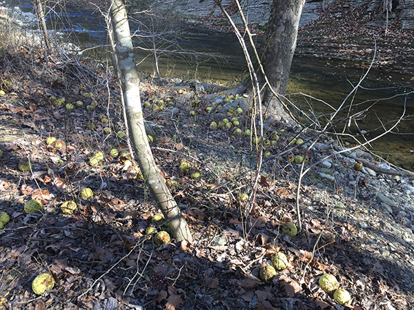 The osage oranges near Catwaba Creek, seemed to have a bountiful year.
