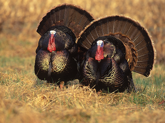 Wild turkeys, nearly gone by the early 1900s, began a comeback in the Depression.