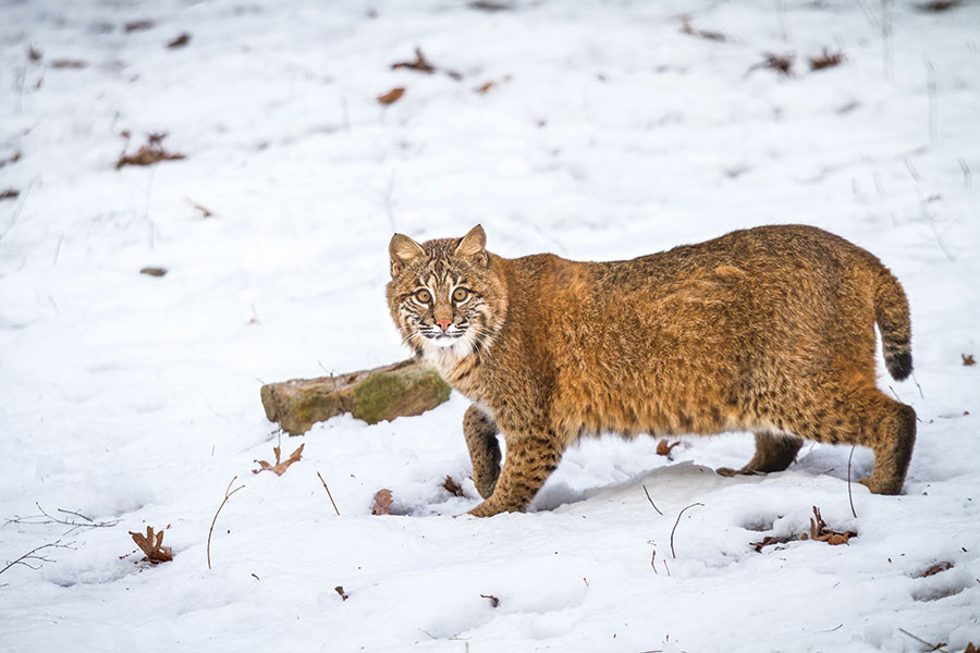 Bobcat at Bays Mountain Park, Kingsport, Tennessee. From the photographer: “Kirby came out for a short while to inspect this white stuff on the ground and was apparently startled to see anyone else out in this weather.”