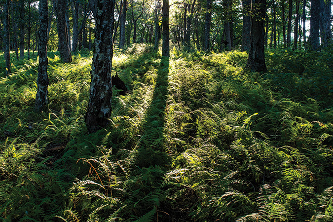 Ferns soak up the morning spring sun near Big Meadows in Shenandoah National Park, Virginia, yielding a spectrum of soft green colors.
