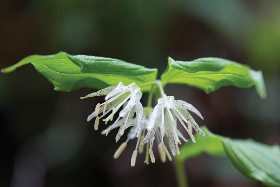 What someone does in the car when they are sleepy, and a type of small orange.