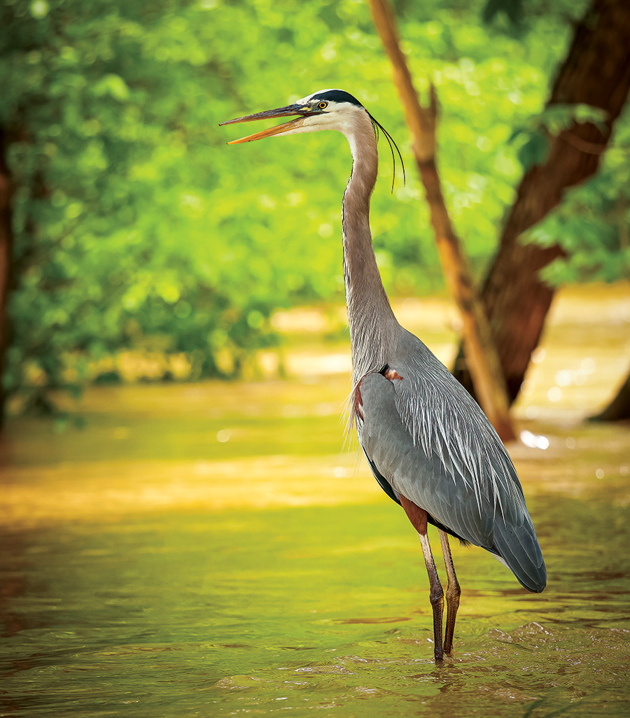 A great blue heron fishing for crawdads.