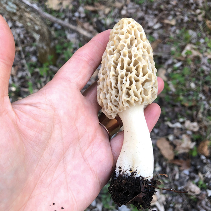 Morel mushrooms bring fame to Irvine, Kentucky each spring.