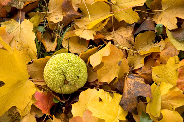 Osage orange in fall leaves.