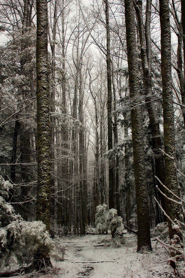 Taken in Cades Cove in the Great Smokey Mountains National Park
"Winter Silence"
Echoes of the sound of Summer warm the silence of winter