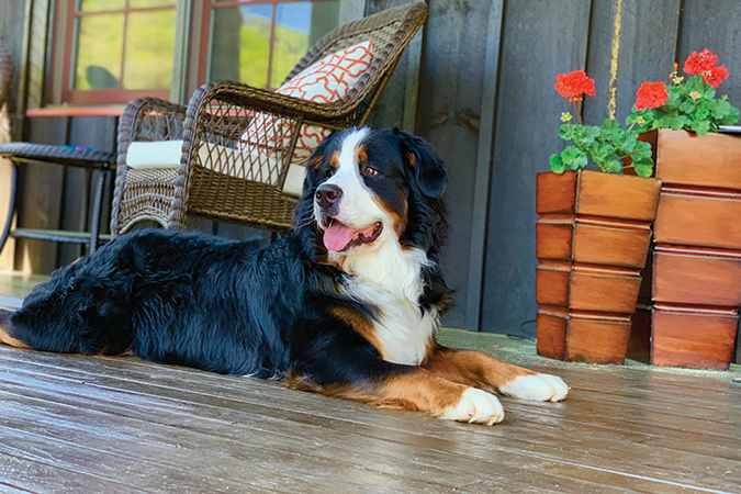 Brian Gillen’s Gus loves the mountain view from the front porch as much as anyone else in the family.