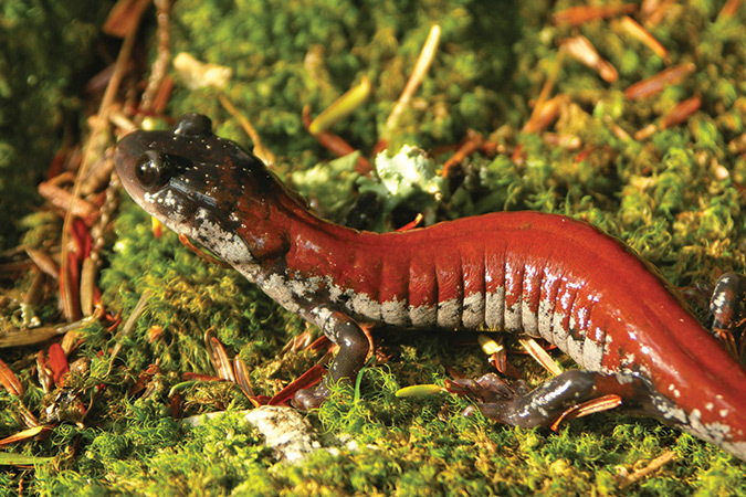 This Yonahlossee Salamander was also in Linville Gorge.