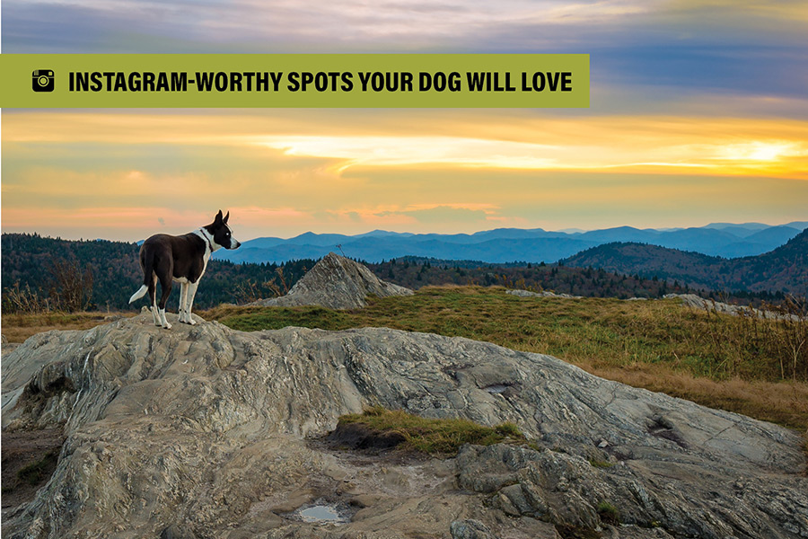 Lily, owned by Scott Ramsey, stands sentinel at Black Balsam Knob, near Milepost 420 of the North Carolina Blue Ridge Parkway, looking west at a beautiful sunset.