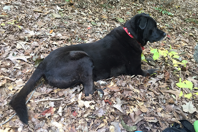 10/26/19: Good dog Cookie takes a break for lunch on the Chestnut Ridge Loop Trail.