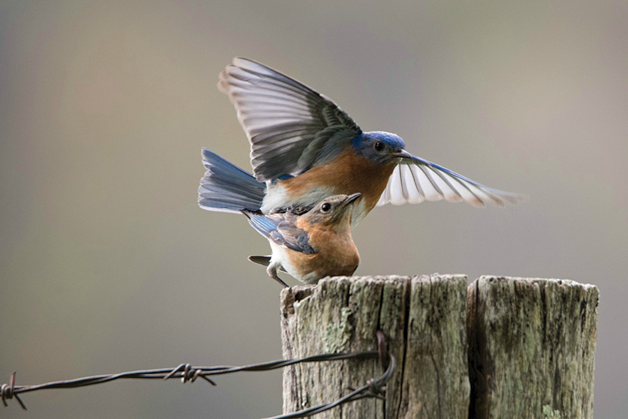 Sallie Woodring relates, of this photo taken in Valle Crucis, North Carolina: “The bluebirds were going in and out of their nest box, and then came out to light on this fence post. As I was photographing them, the male flew on top of the female. It was so beautiful to see this act of intimacy.”