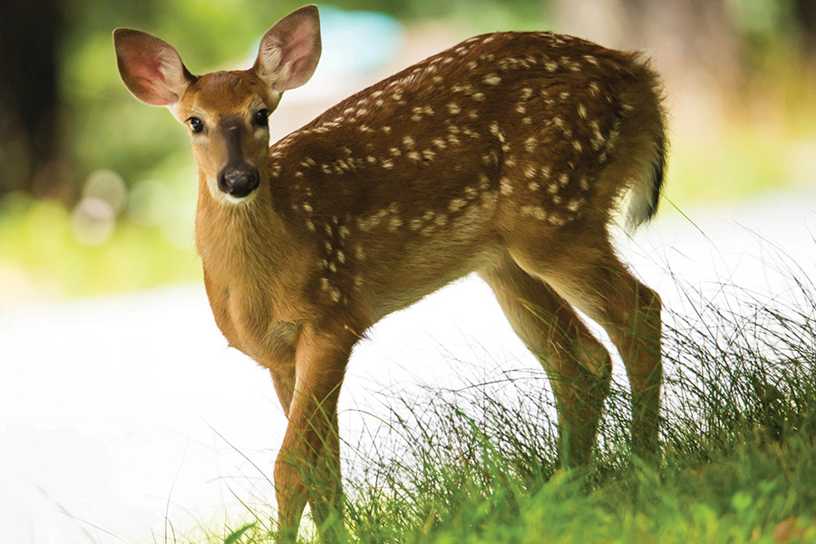 Deer, such as this fawn, are plentiful on Beech Mountain, North Carolina.
