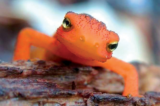There is a theory that the Eastern Newt evolved its adolescent terrestrial phase (red eft) due to the transient nature of beaver ponds. (The eft is the star of Tal Galton’s company logo.)