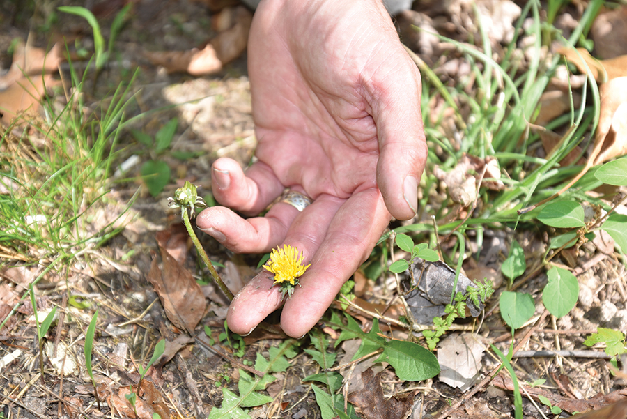 Dandelion flower, Morris asserts, is a superfood.