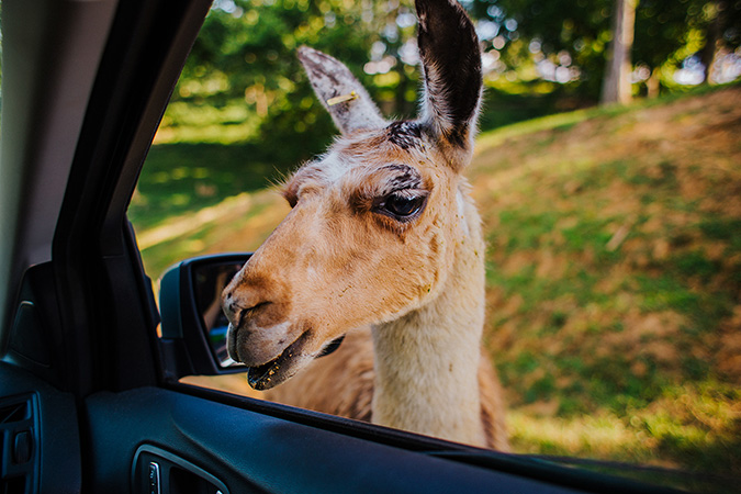 Virginia Safari Park