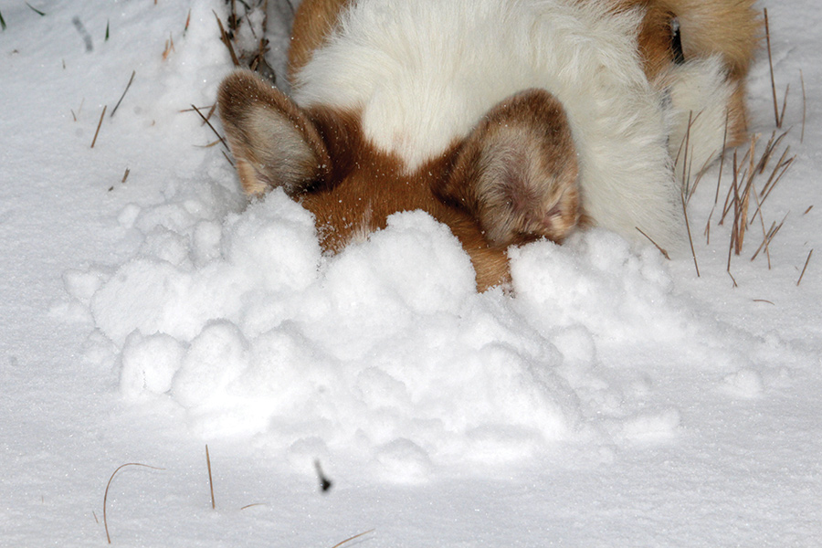 Abby is always wanting to see what is in the snow here in Coeburn, Virginia, in the Blue Ridge Mountains.